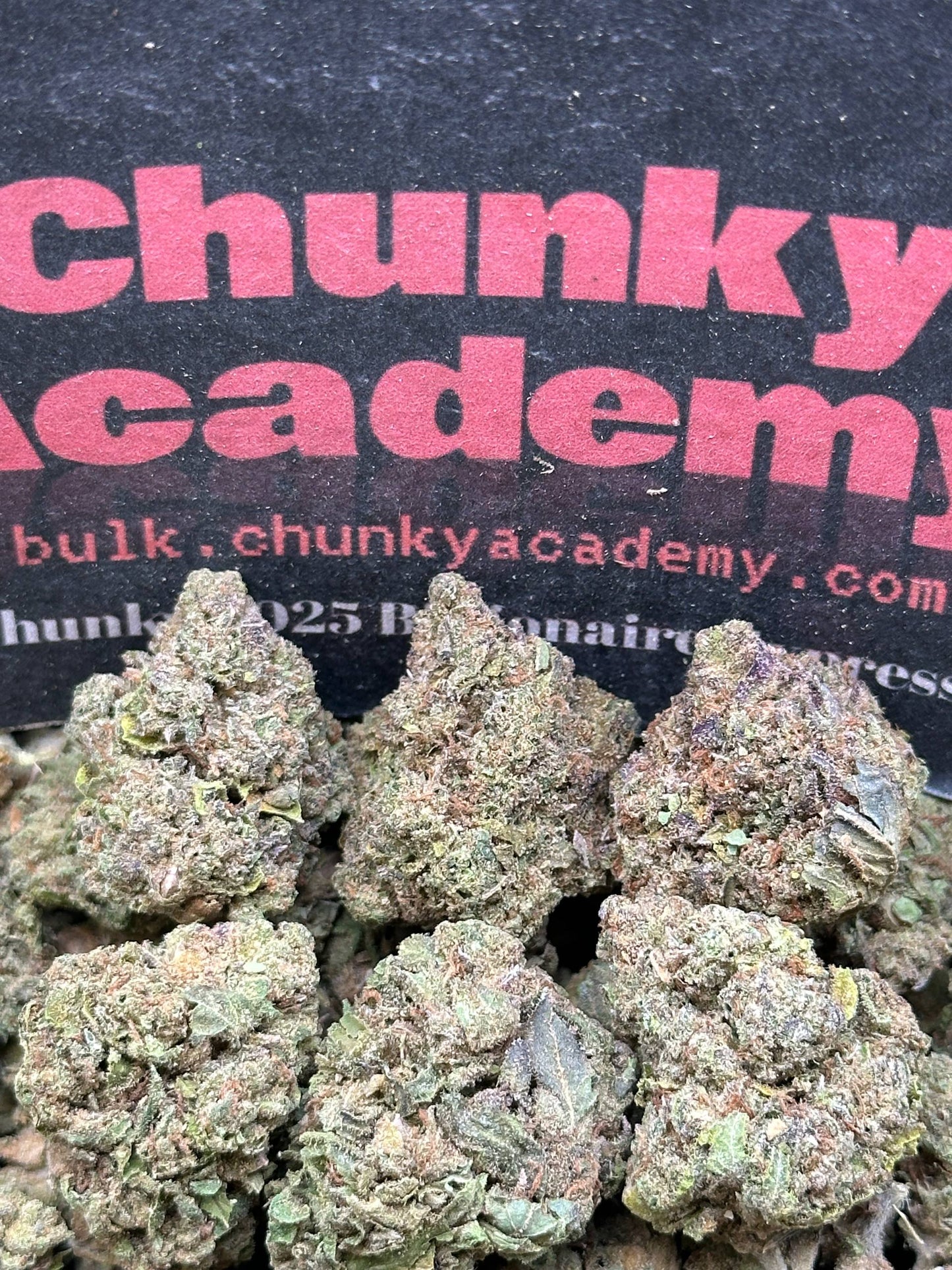 #L584 - Honey Biscuit (Hybrid)