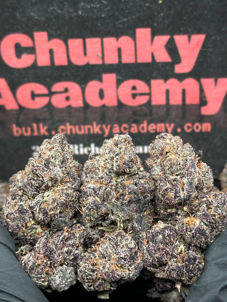 #EA492 - Citrus Cream Soda (Indica)