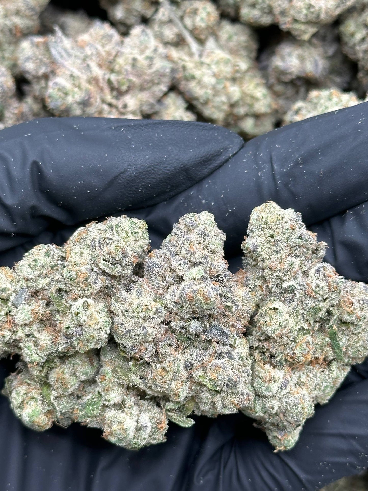 #IN813 - Diesel Storm (Hybrid)