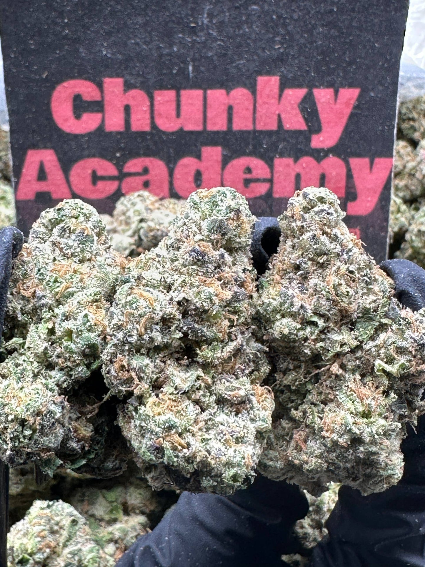 #CIN300 - Cherry Cream Royale (Hybrid)