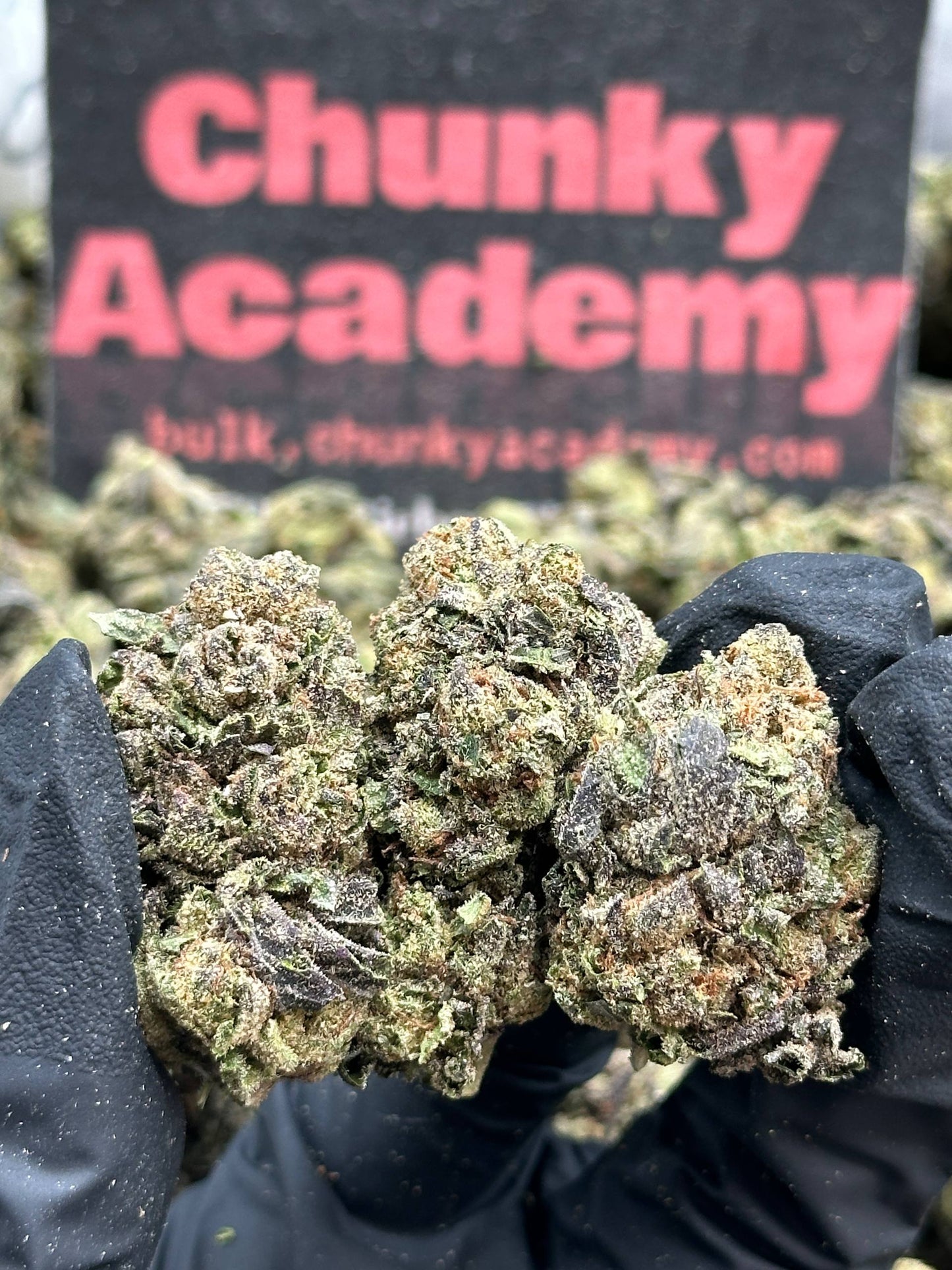 #IP001 - Morning Timber (Sativa)