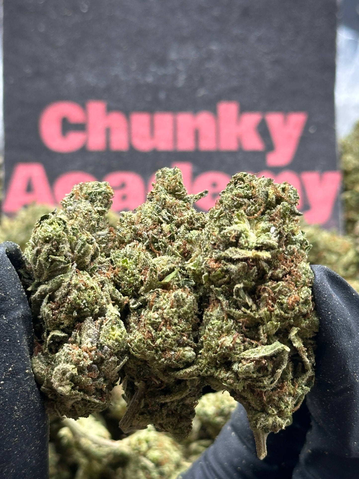 #IP009 - Cedar Grove (Indica)
