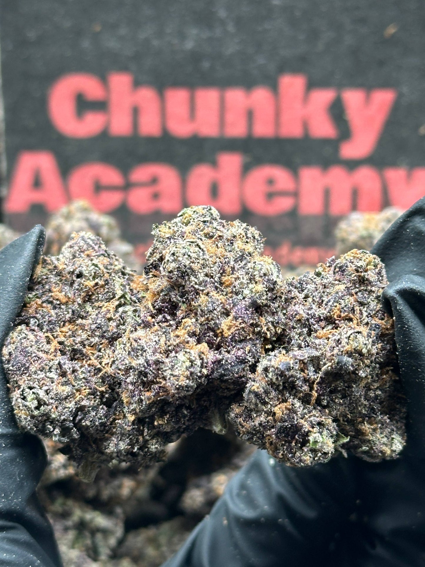 #A025 - Pink Gelato (Hybrid)