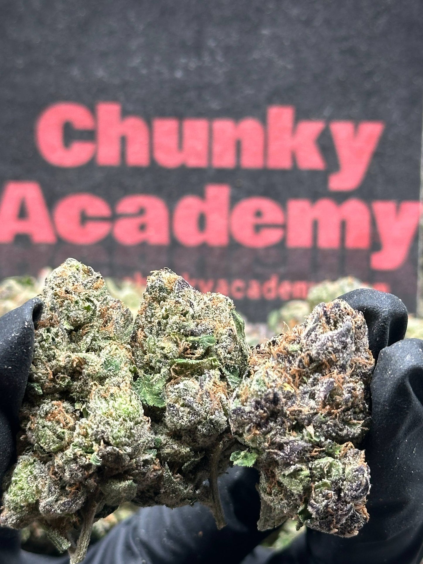 #A051 - Cherry Halo (Hybrid)