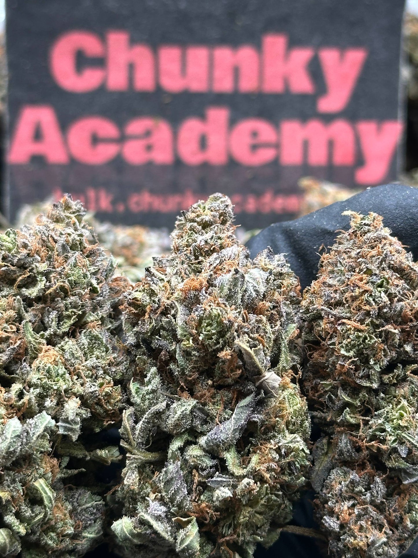 #IP039 - Candy Blossom (Hybrid)