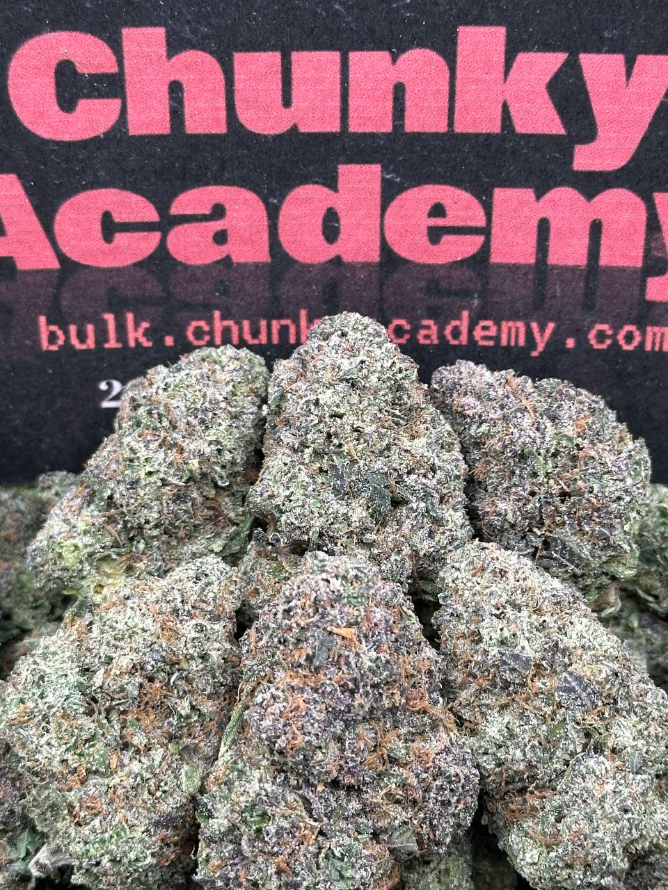 #A094 - Ivory Gelato (Hybrid)