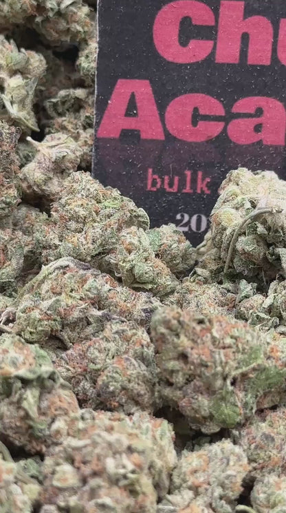 #IP004 - Cream Orchard (Indica)