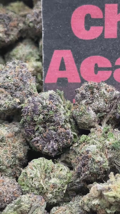 #A099 - Cream Biscotti (Hybrid)
