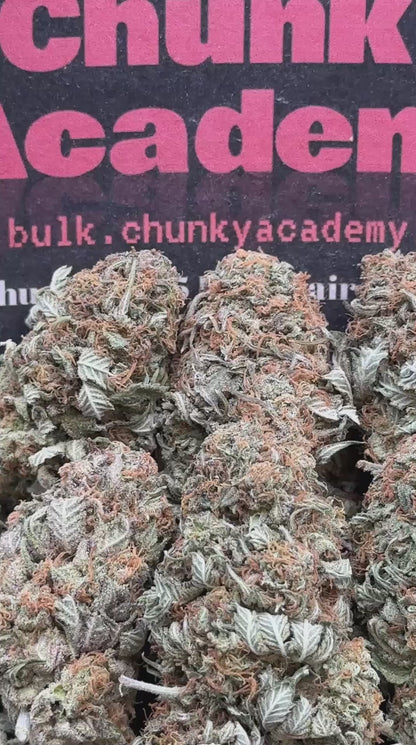 #B867 - Bubba Gump Ultra  (Indica)