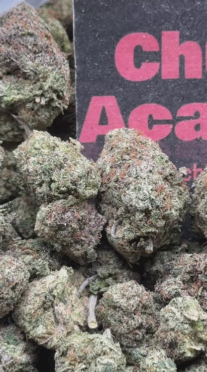 #A071 - Cream Orchard (Hybrid)