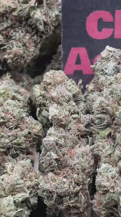 #B023- Cedar Trail (Hybrid)
