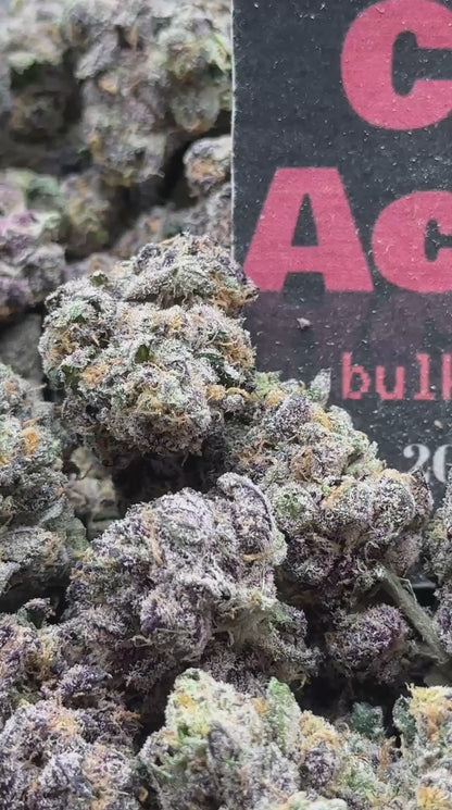 #A004 - Royal Cream (Hybrid)