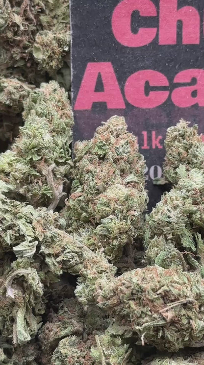 #B021- Prairie Basin (Indica)