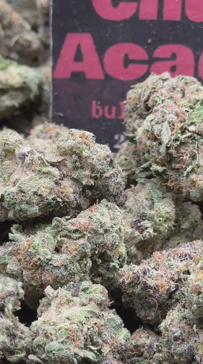 #CIN300 - Cherry Cream Royale (Hybrid)