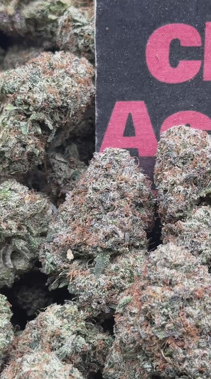 #A043 - Lemon Zlushie (Hybrid)